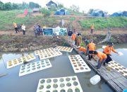 Pertama di Kutim, Bupati Ardiansyah Tanam Padi Terapung dan Lepas Ikan di Tepian Langsat